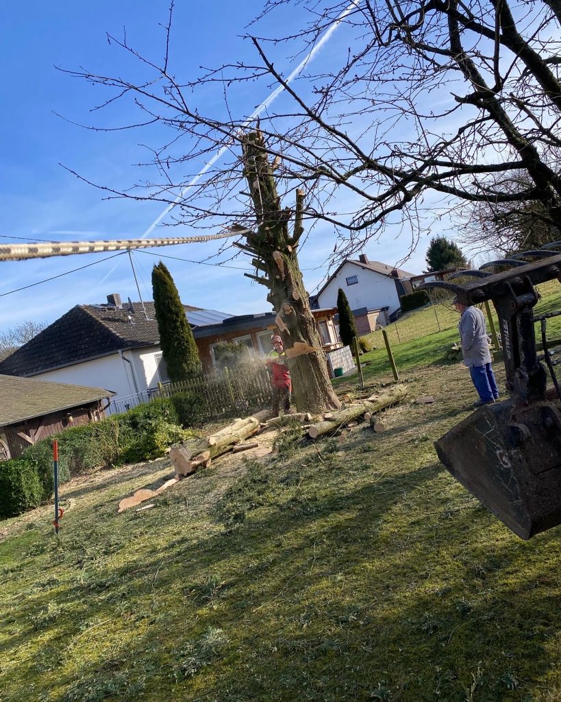 Baumfällungen - Galabau Kaiser
